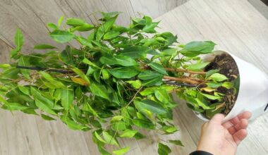 ficusas išdygo 150 lapų