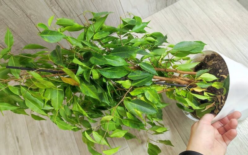 ficusas išdygo 150 lapų