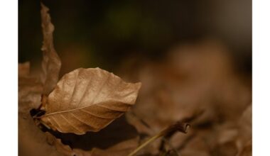 suomiško be deginimo sodų išvežimas
