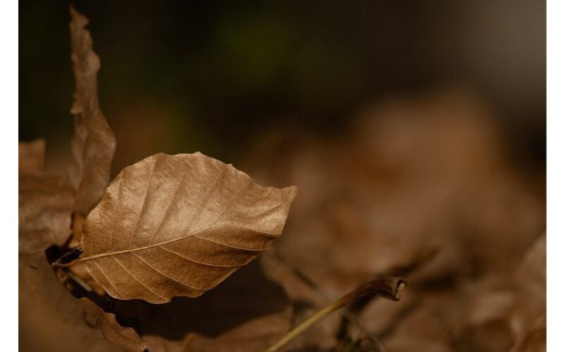 suomiško be deginimo sodų išvežimas
