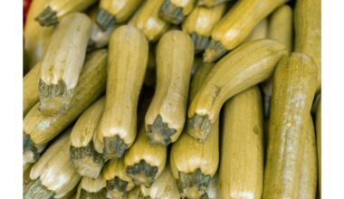 pirmas kartas cukinijų maitinimas pavydas