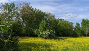 pirmieji vitaminai pievoje