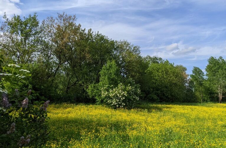 pirmieji vitaminai pievoje