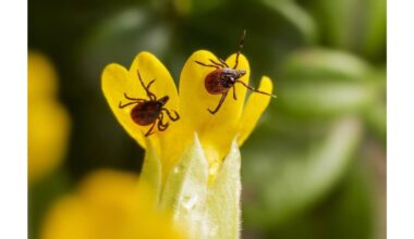 penki lašai stiklinei