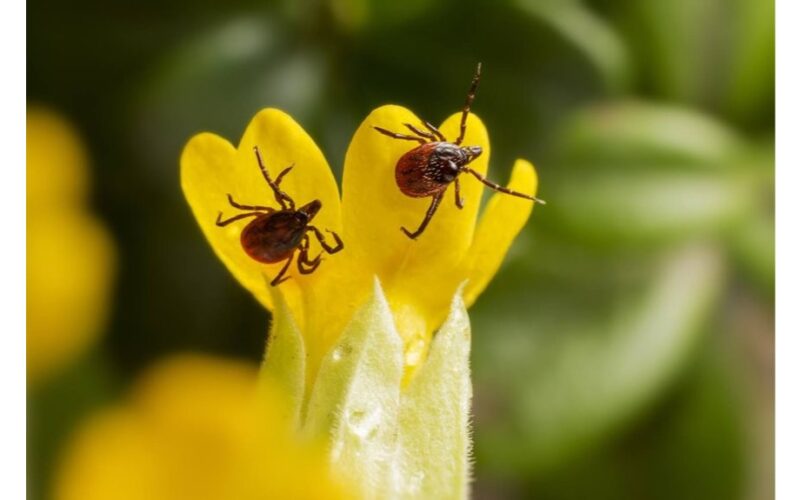penki lašai stiklinei