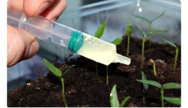 penkios pavojingiausios trąšos