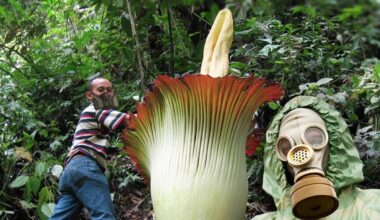 gėlės kvepia kaip giminaičių pėdos