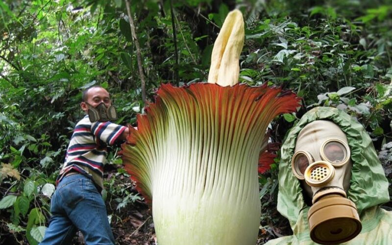 gėlės kvepia kaip giminaičių pėdos