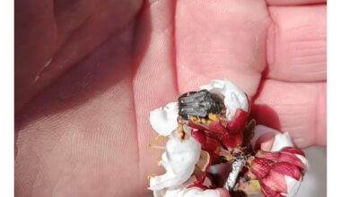 purūs elniai abrikosų medyje