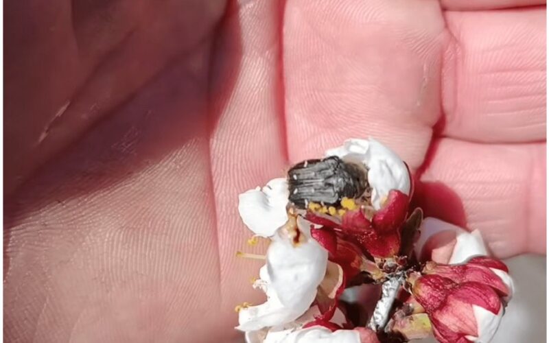 purūs elniai abrikosų medyje