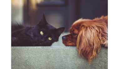 pūkuoti augintiniai pailgina žmogaus gyvenimo trukmę