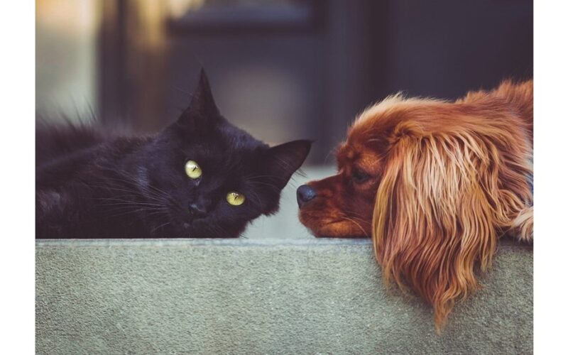 pūkuoti augintiniai pailgina žmogaus gyvenimo trukmę