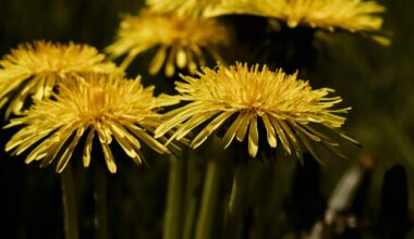 pamirškite kiaulpienes sode