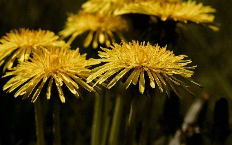 pamirškite kiaulpienes sode