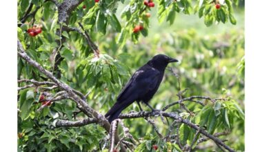 iš drabužių pagamintas vaisinių medžių baidykla