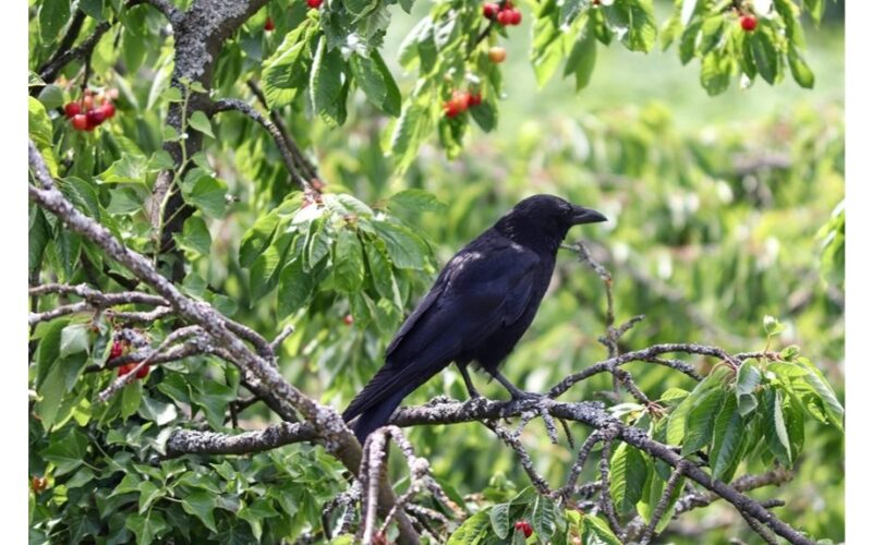 iš drabužių pagamintas vaisinių medžių baidykla