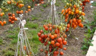 sodo nykštukas duoda septynis kilogramus