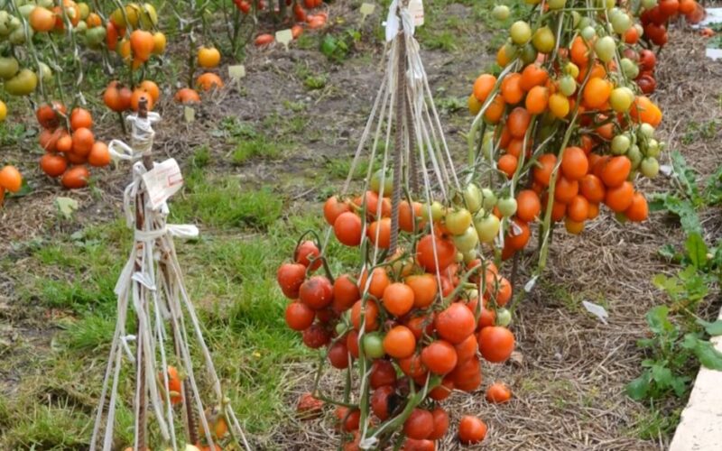 sodo nykštukas duoda septynis kilogramus