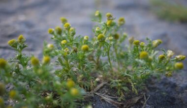 sodo indikatoriniai augalai atskleidžia dirvožemį