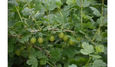 sodininkai jūsų kiemo lobis