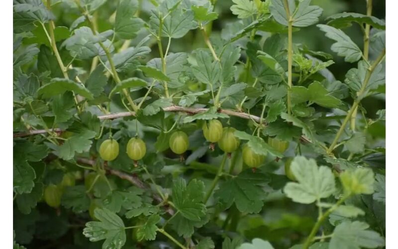 sodininkai jūsų kiemo lobis