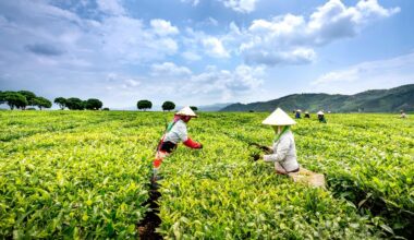 lyčių požiūriu skirtingi priešmiegio arbatos mišiniai