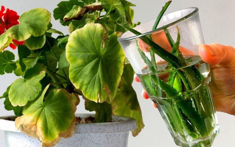 geranijos pageltimo stebuklingasis tonikas