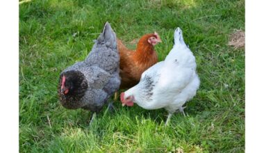 priversti vištas ėsti piktžoles