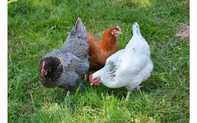 priversti vištas ėsti piktžoles