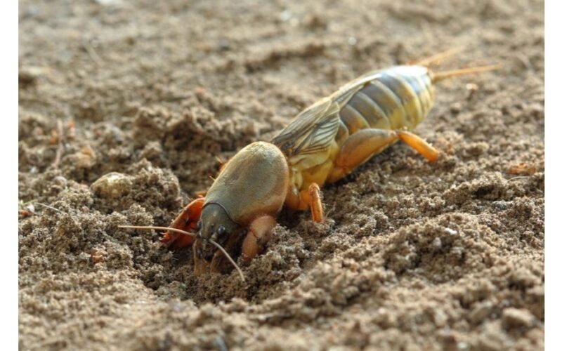 Atsikratyti kopūstinių musių