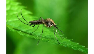 senelio Mykolos vabzdžių sprendimai