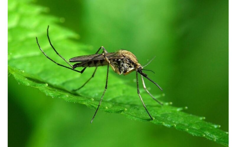 senelio Mykolos vabzdžių sprendimai