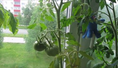 senelis vertina vidaus sodininkystę