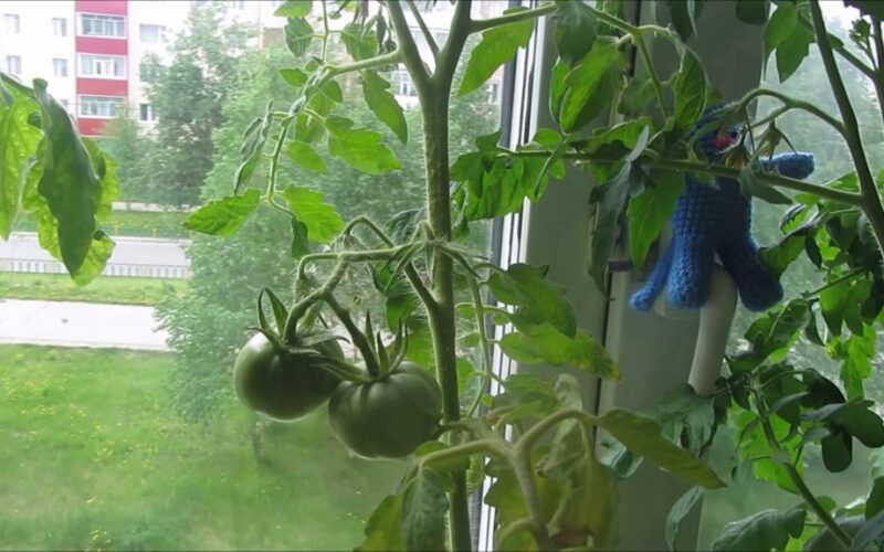 senelis vertina vidaus sodininkystę