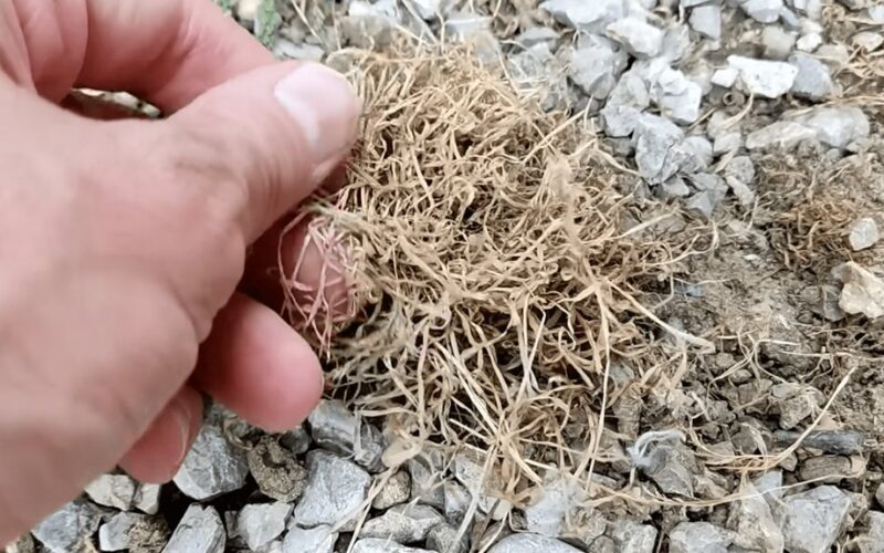 močiutės keturių ingredientų priemonė išnyko