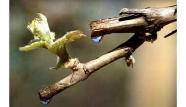 vynuogės vynmedis verksmas gydymas