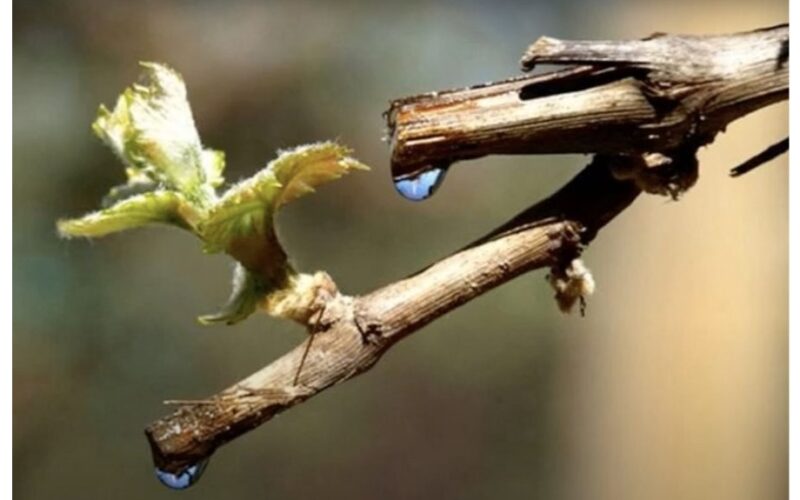 vynuogės vynmedis verksmas gydymas