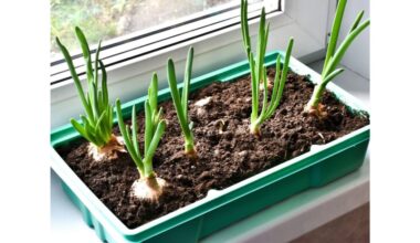 augo žaliai svogūnėliai ir petražolės