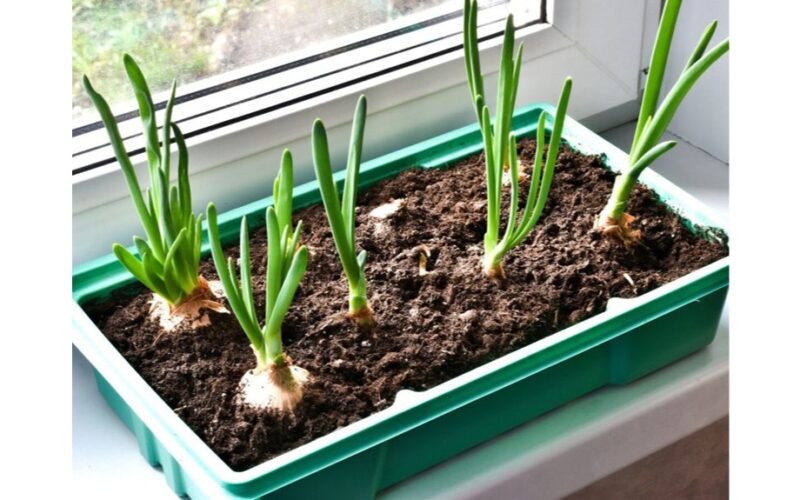 augo žaliai svogūnėliai ir petražolės