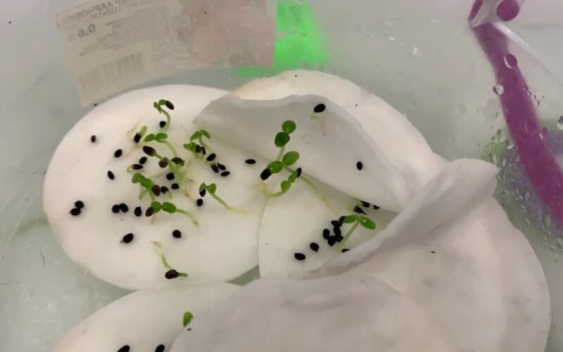 užaugino aktinidijų (kiwi) sėklas patalpose lengvai