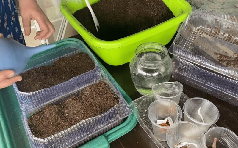 auginant našlaites iš daigyklų