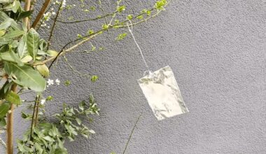 kabantis folijos juostelės atbaido paukščius