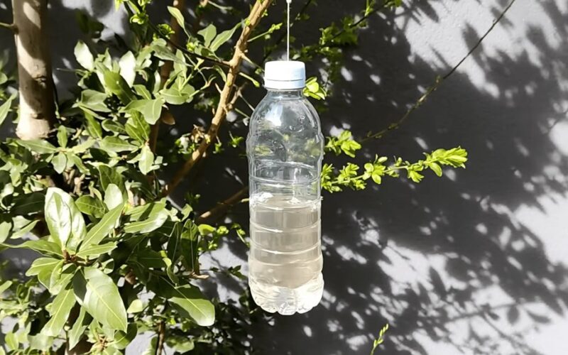 kabanti actelio buteliukas atbaido paukščius