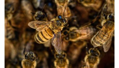 namų gamybos vabzdžiams skirtas spąstai, nekenksmingi bitėms
