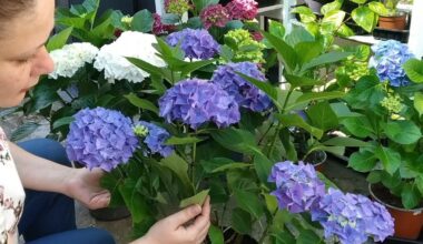 kaip auginti hortenzijas