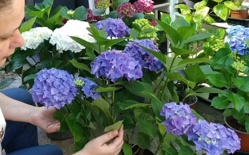 kaip auginti hortenzijas