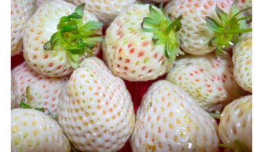 kaip auginti baltąsias braškes