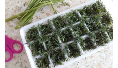 Aš užšaldau žoles trimis žingsniais