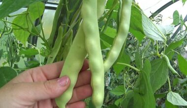 Aš juos užšaldau žiemai