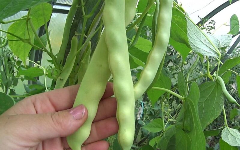 Aš juos užšaldau žiemai